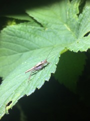 Svistella bifasciata