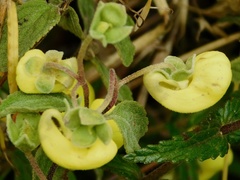 Calceolaria tripartita