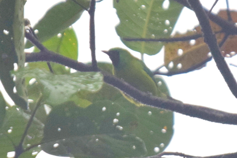 Bornean Leafbird