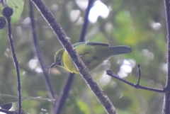 Chloropsis kinabaluensis