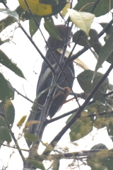 Pterorhinus treacheri