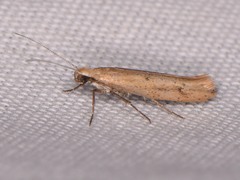 Ypsolopha ochrella
