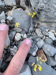 Physaria occidentalis