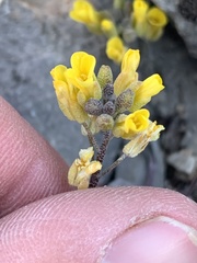 Physaria occidentalis