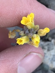 Physaria occidentalis