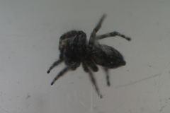 Attulus fasciger