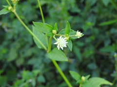 Gomphrena elegans