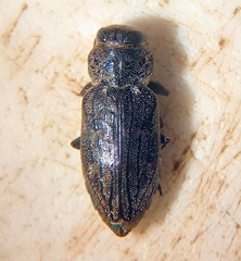 Chrysobothris mescalero