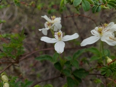 Clematis montana