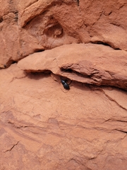 Scyphophorus acupunctatus