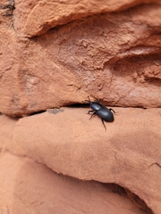 Scyphophorus acupunctatus