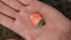 Anacardium nanum