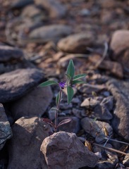 Trichostema rubisepalum
