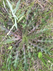 Cirsium drummondii