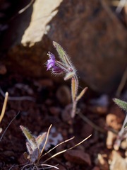 Trichostema rubisepalum