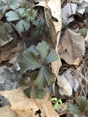 Waldsteinia