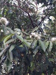 Syzygium grande