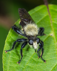 Laphria divisor
