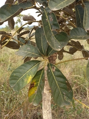 Didymopanax macrocarpus