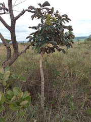 Didymopanax macrocarpus