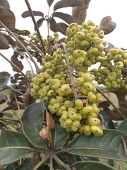 Didymopanax macrocarpus