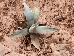 Agave cordillerensis