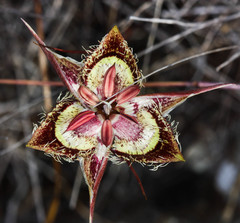 Calochortus tiburonensis