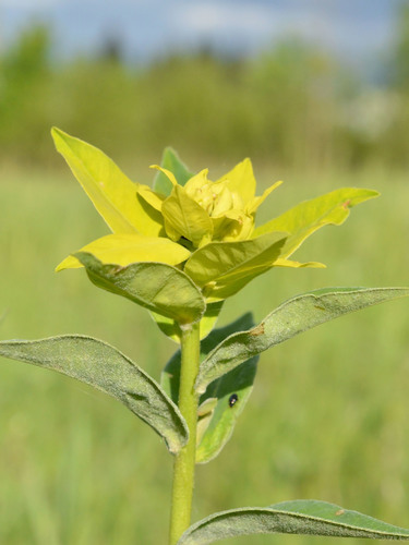 Euphorbia salicifolia, photograph 1