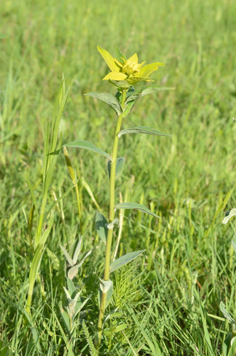 Euphorbia salicifolia, photograph 2
