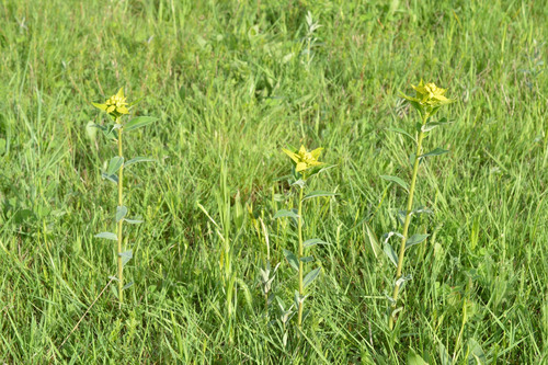 Euphorbia salicifolia, photograph 3