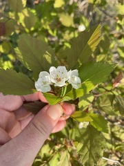 Crataegus iracunda