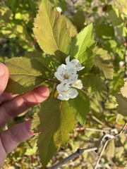 Crataegus iracunda