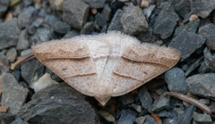 Petrophora subaequaria