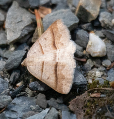 Petrophora subaequaria