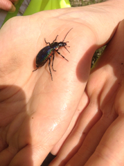 Carabus vietinghoffii