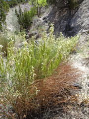 Astragalus lonchocarpus