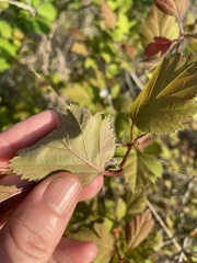 Crataegus iracunda
