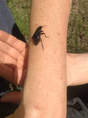 Carabus vietinghoffii