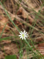Stellaria longifolia