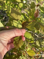 Crataegus iracunda