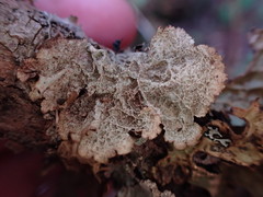 Platismatia norvegica