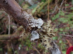 Platismatia norvegica
