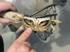 Macrophthalmus japonicus