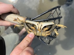 Macrophthalmus japonicus