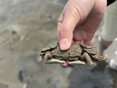 Macrophthalmus japonicus