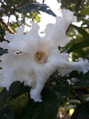 Dolichandrone serrulata