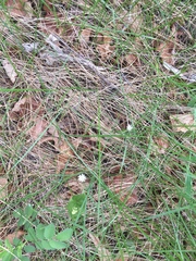 Stellaria longifolia