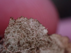 Platismatia norvegica