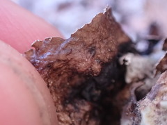 Platismatia norvegica