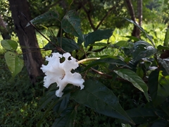 Dolichandrone serrulata